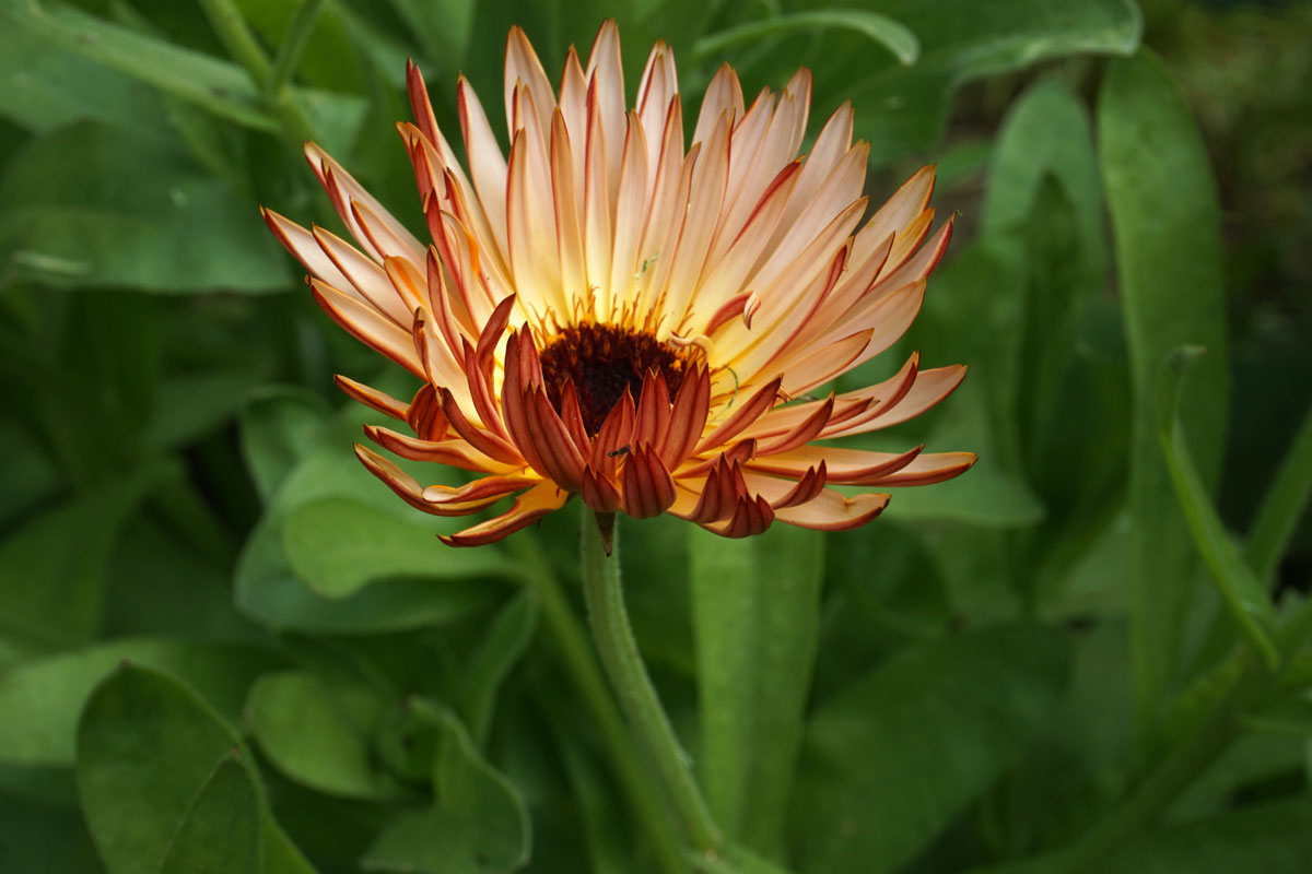 Ноготки, или календула лекарственная (лат. Calendula officinalis)