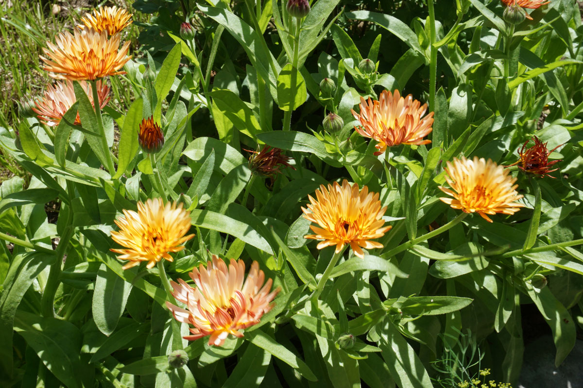 Ноготки, или календула лекарственная (лат. Calendula officinalis)