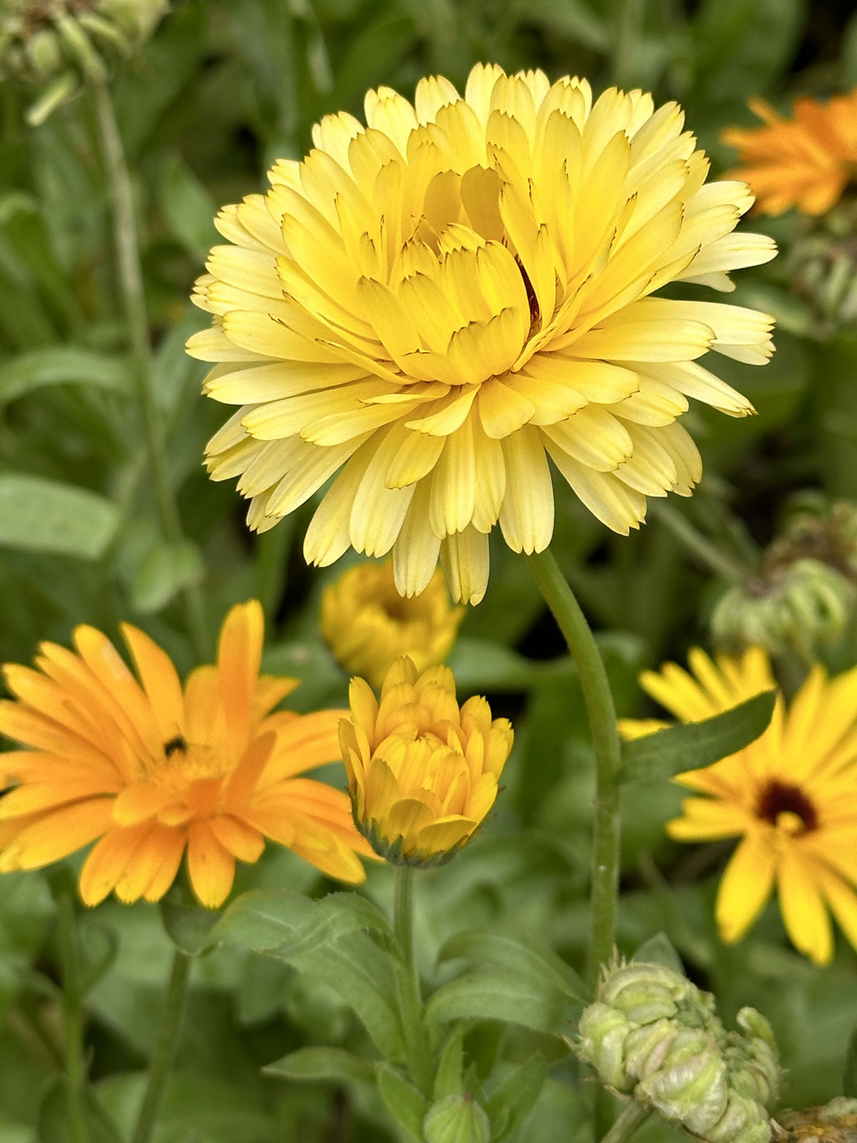 Ноготки, или календула лекарственная (лат. Calendula officinalis)