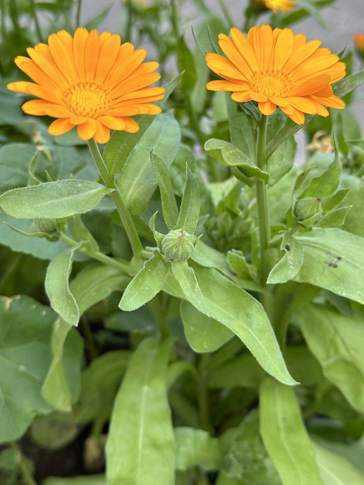 Ноготки, или календула лекарственная (лат. Calendula officinalis)