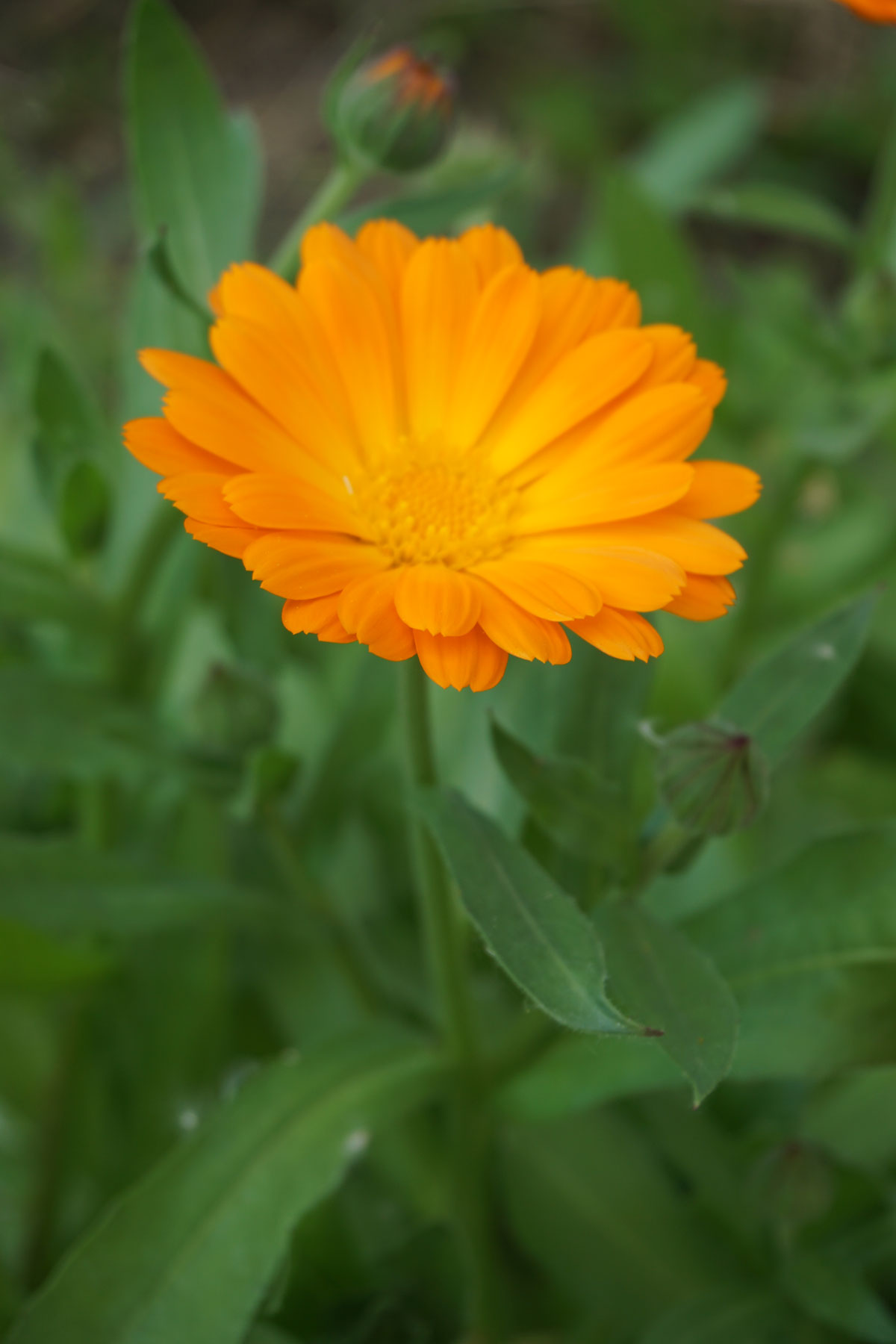 Ноготки, или календула лекарственная (лат. Calendula officinalis)