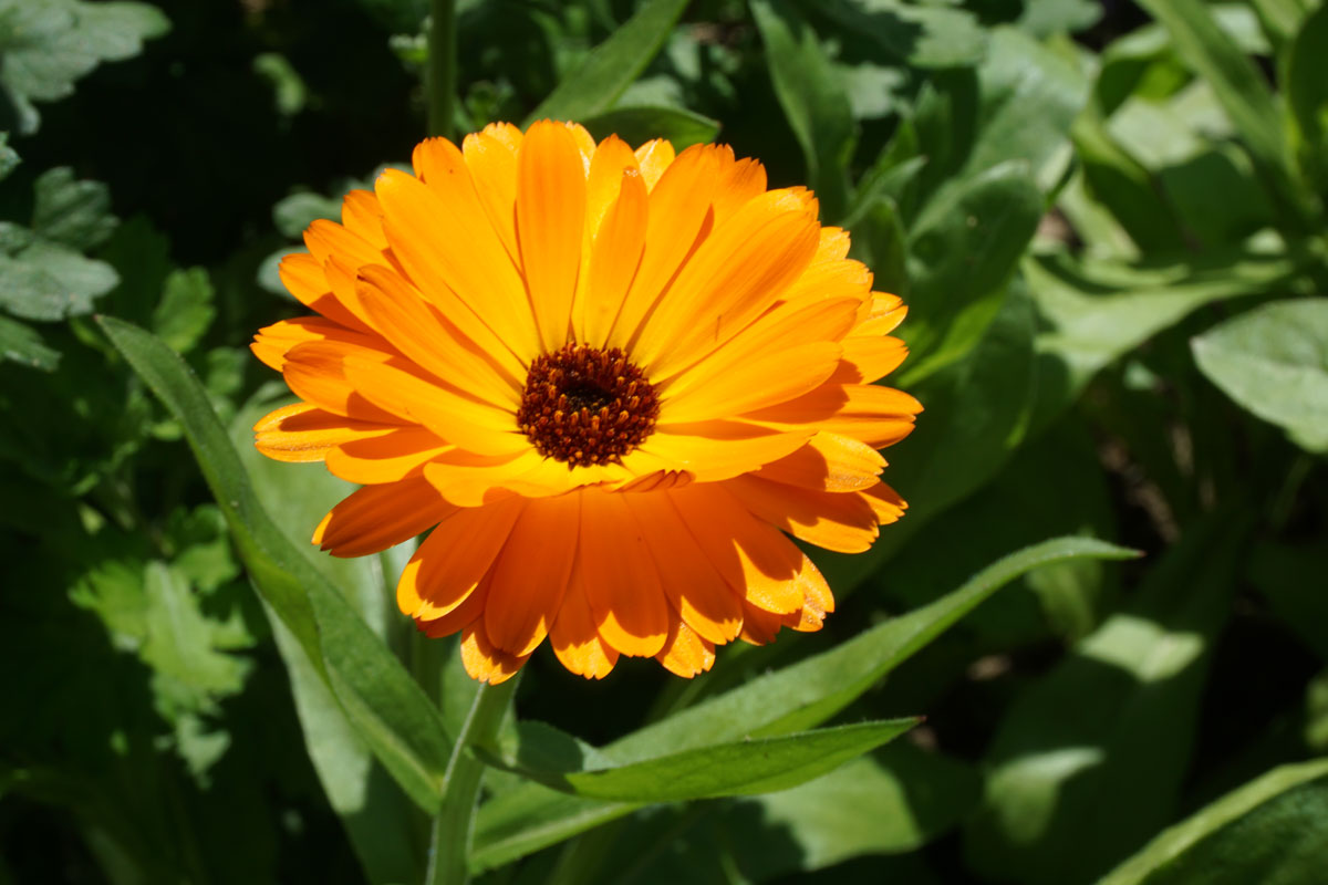 Ноготки, или календула лекарственная (лат. Calendula officinalis)