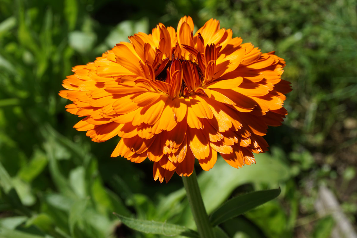 Ноготки, или календула лекарственная (лат. Calendula officinalis)
