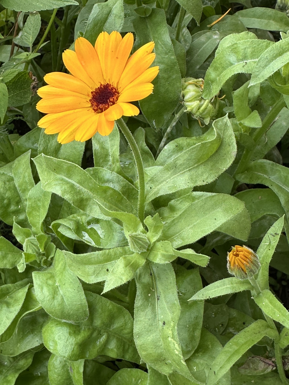 Ноготки, или календула лекарственная (лат. Calendula officinalis)