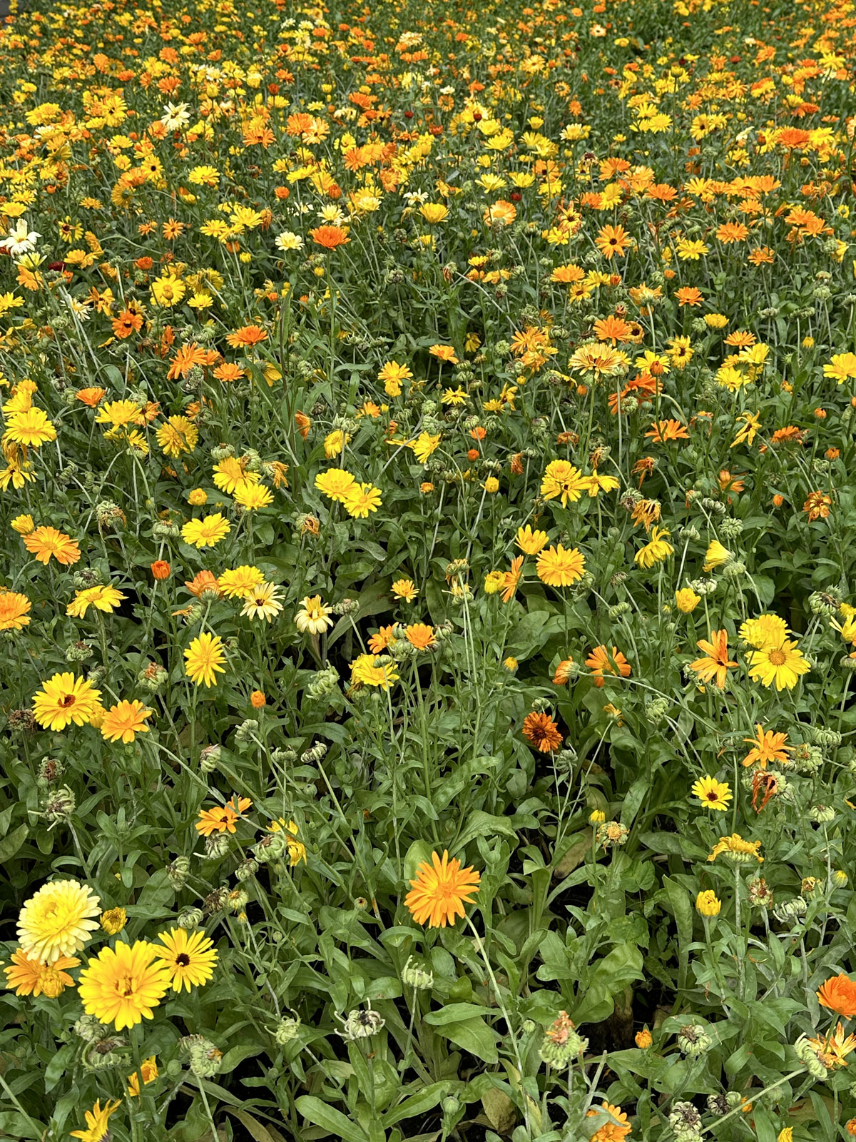Ноготки, или календула лекарственная (лат. Calendula officinalis)