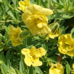 Желтый цветок Калибрахоа (лат. Calibrachoa), махровый