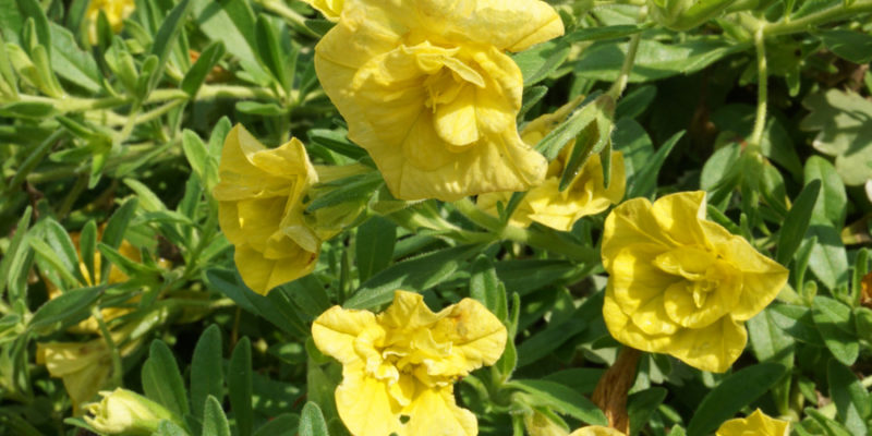 Желтый цветок Калибрахоа (лат. Calibrachoa), махровый