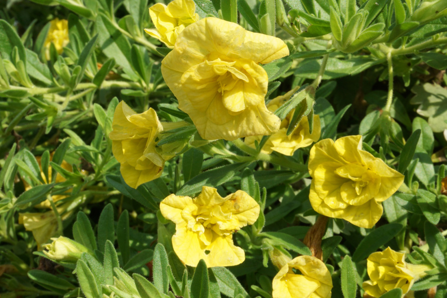Желтый цветок Калибрахоа (лат. Calibrachoa), махровый