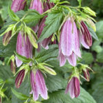Колокольчик точечный (лат. Campanula punctata)