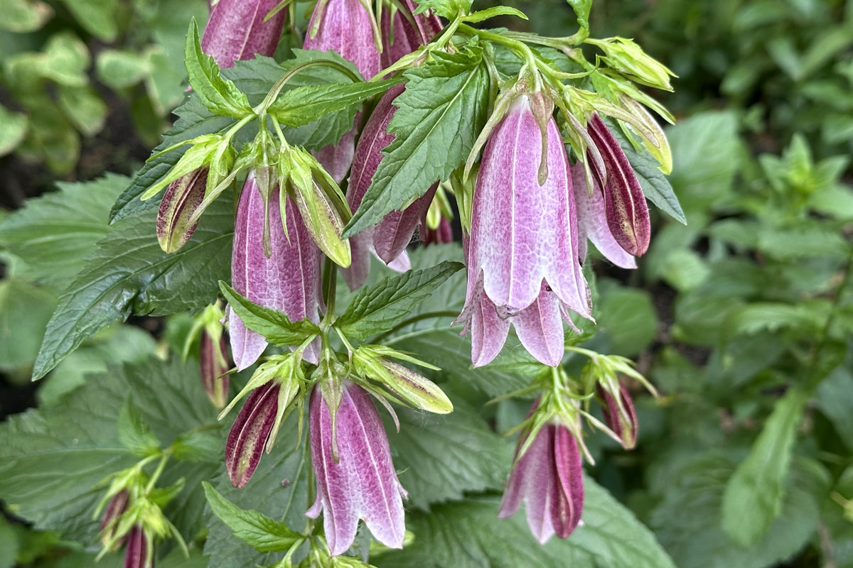 Колокольчик точечный (лат. Campanula punctata)