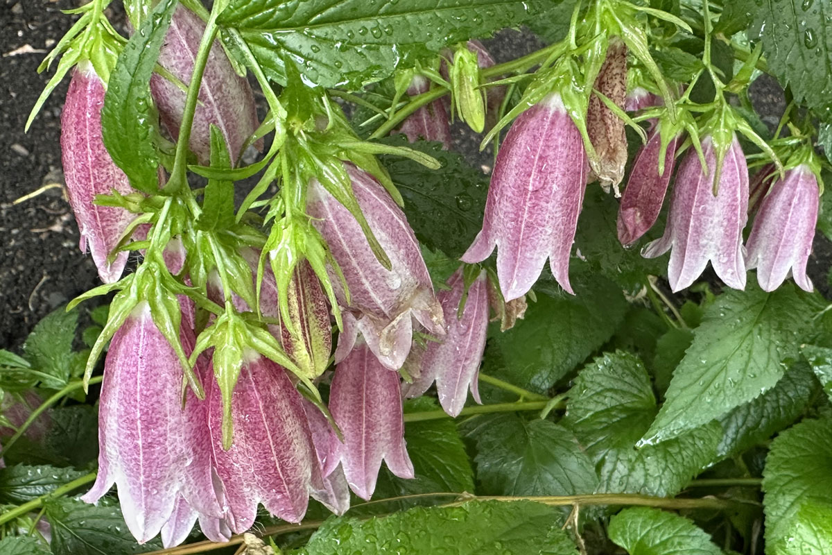 Колокольчик точечный (лат. Campanula punctata)