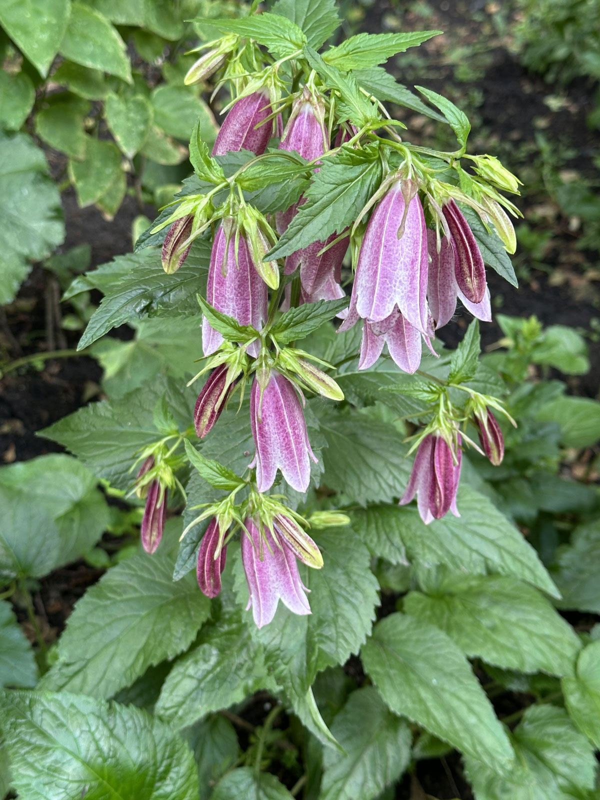 Колокольчик точечный (лат. Campanula punctata)