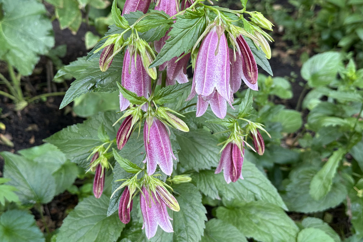 Колокольчик точечный (лат. Campanula punctata)