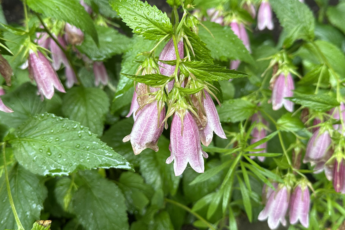 Колокольчик точечный (лат. Campanula punctata)