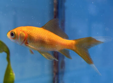 Золотая рыбка Комета