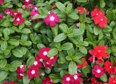 Катарантус розовый (лат. Catharanthus roseus)