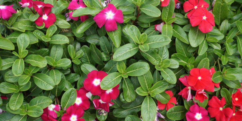 Катарантус розовый (лат. Catharanthus roseus)