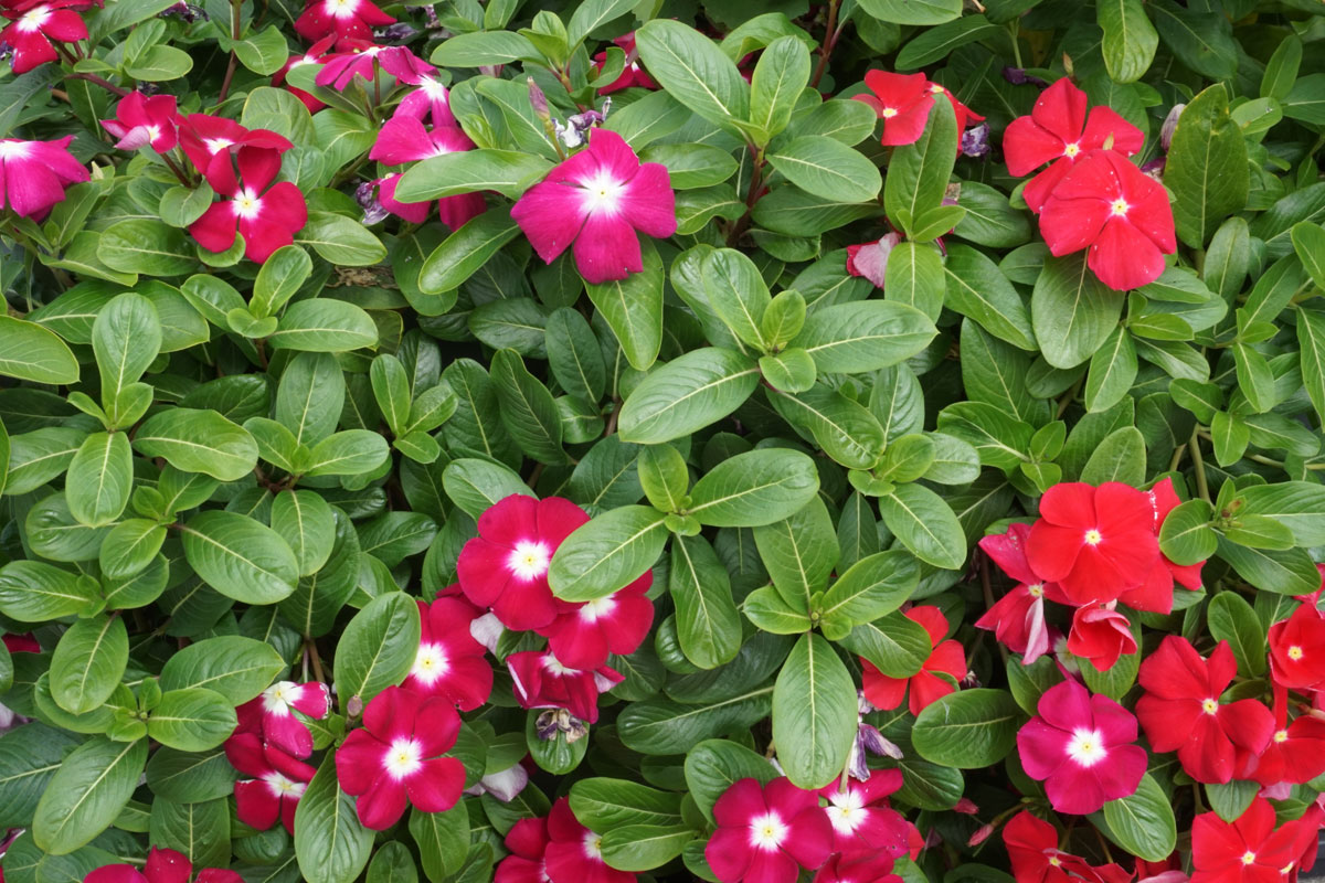 Катарантус розовый (лат. Catharanthus roseus)