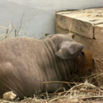 Морская свинка Скинни (лат. Cavia porcellus f. Skinny)