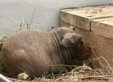 Морская свинка Скинни (лат. Cavia porcellus f. Skinny)