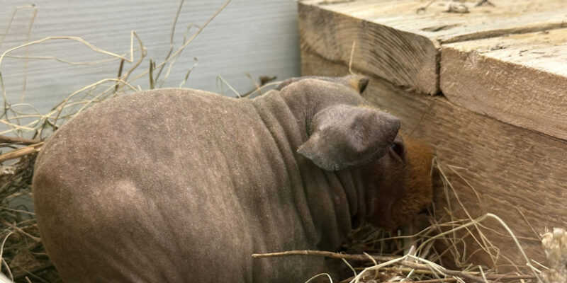 Морская свинка Скинни (лат. Cavia porcellus f. Skinny)