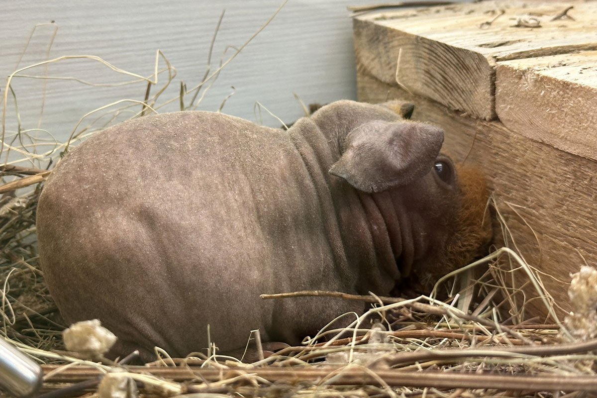 Морская свинка Скинни (лат. Cavia porcellus f. Skinny)