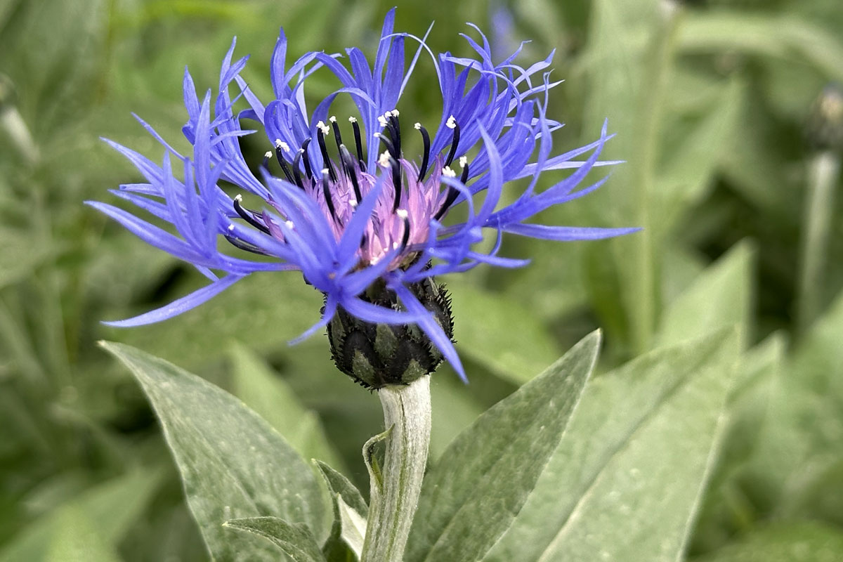 Василек горный (лат. Centaurea montana)