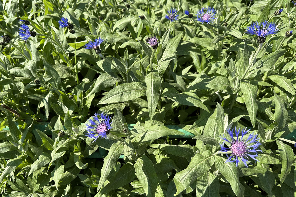 Василек горный (лат. Centaurea montana)