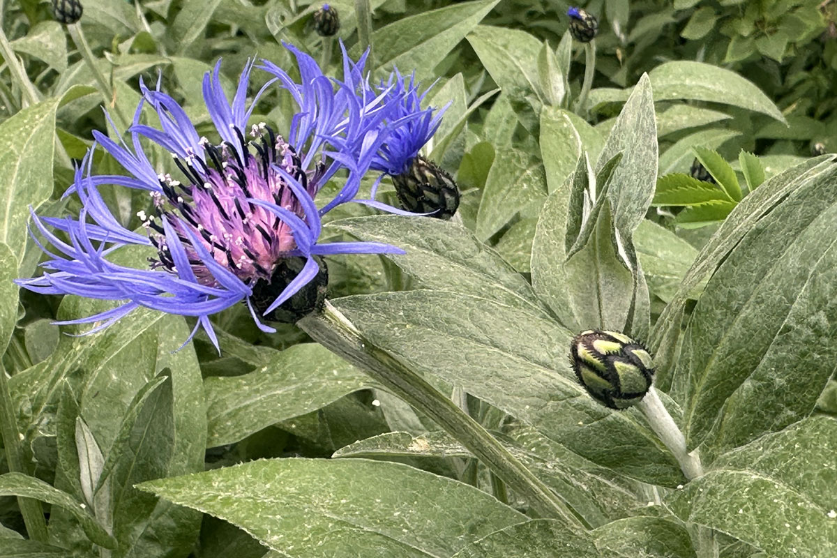 Василек горный (лат. Centaurea montana)