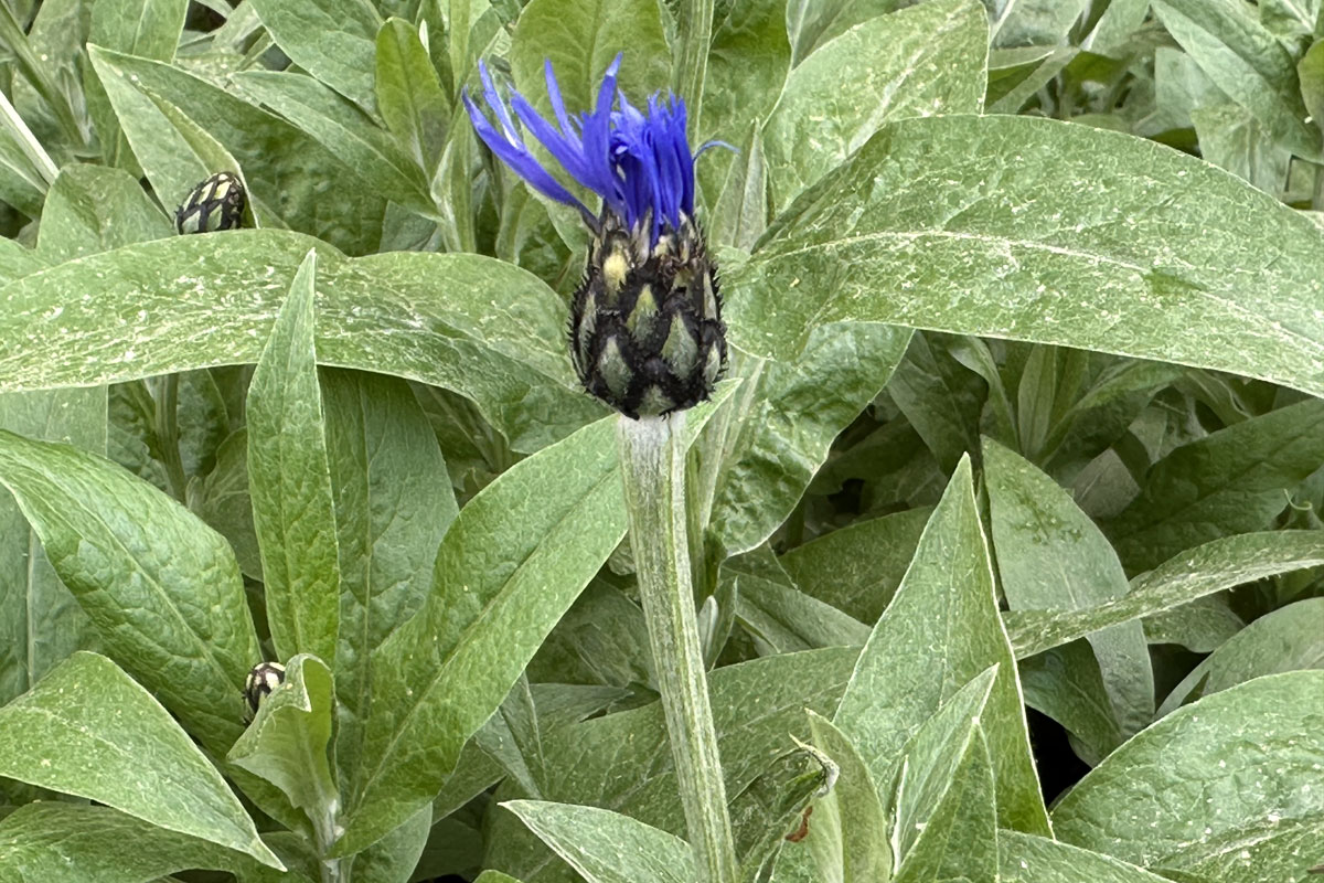 Василек горный (лат. Centaurea montana)