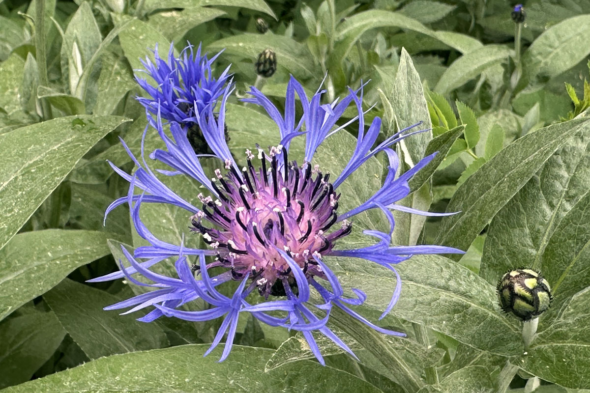Василек горный (лат. Centaurea montana)