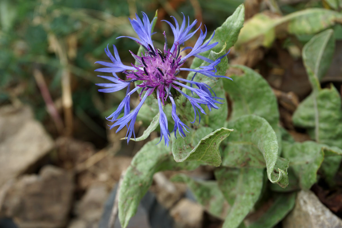 Василек горный (лат. Centaurea montana)