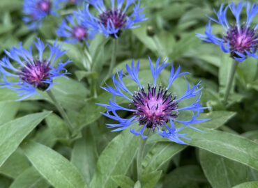 Василек горный (лат. Centaurea montana)