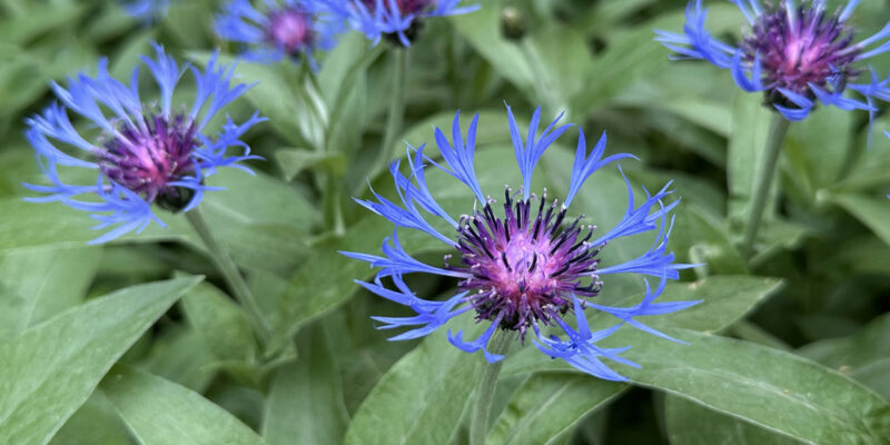 Василек горный (лат. Centaurea montana)