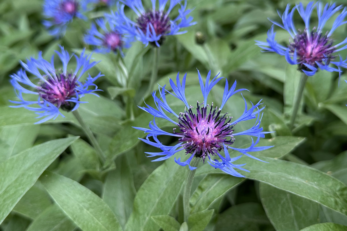Василек горный (лат. Centaurea montana)
