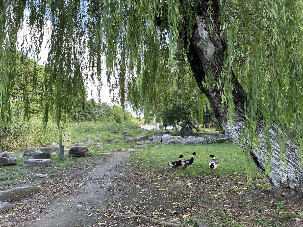 Century Park в Шанхае