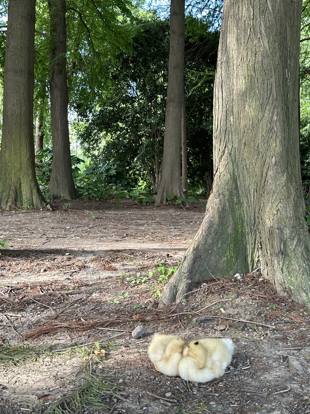 Century Park в Шанхае