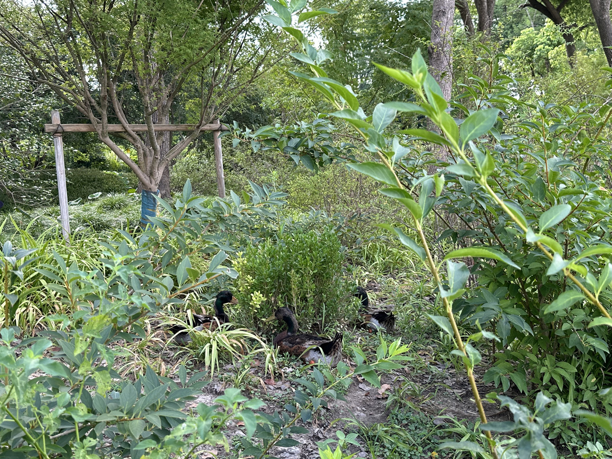 Century Park в Шанхае