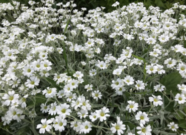 Ясколка войлочная (лат. Cerastium tomentosum)