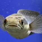 Змееголов императорский