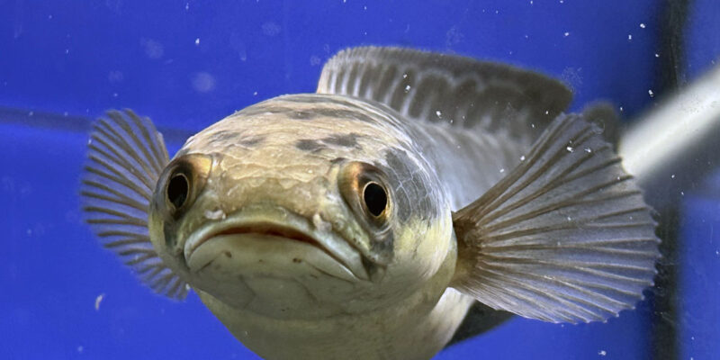 Змееголов императорский