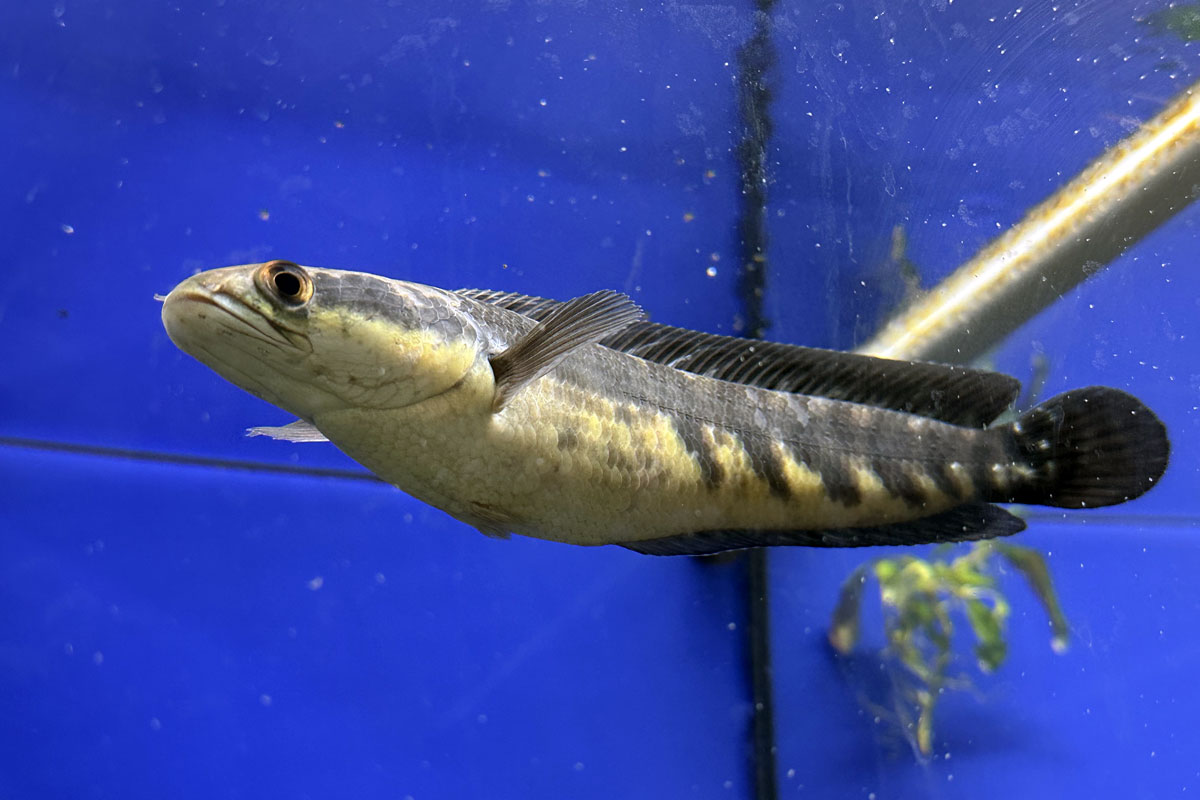 Змееголов императорский