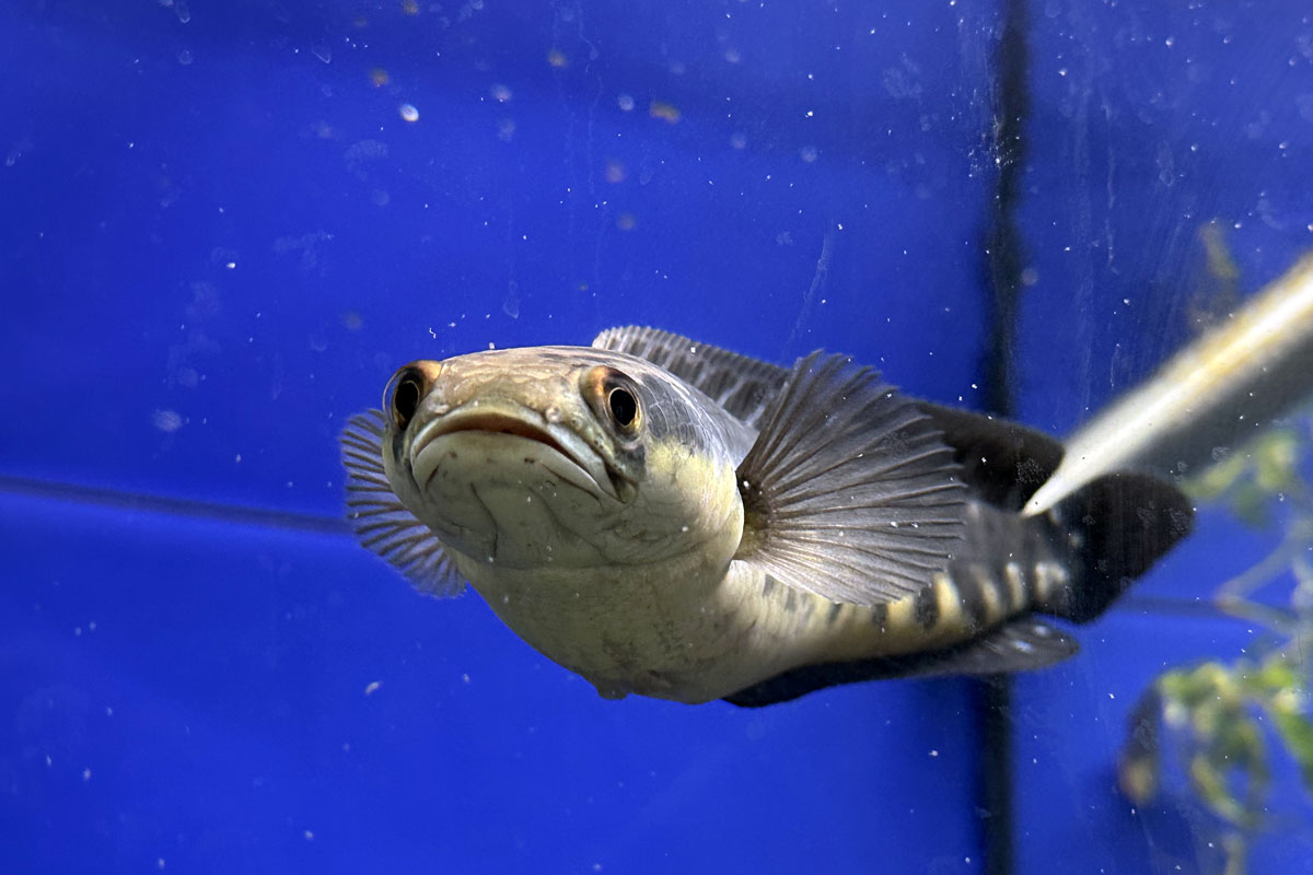 Змееголов императорский