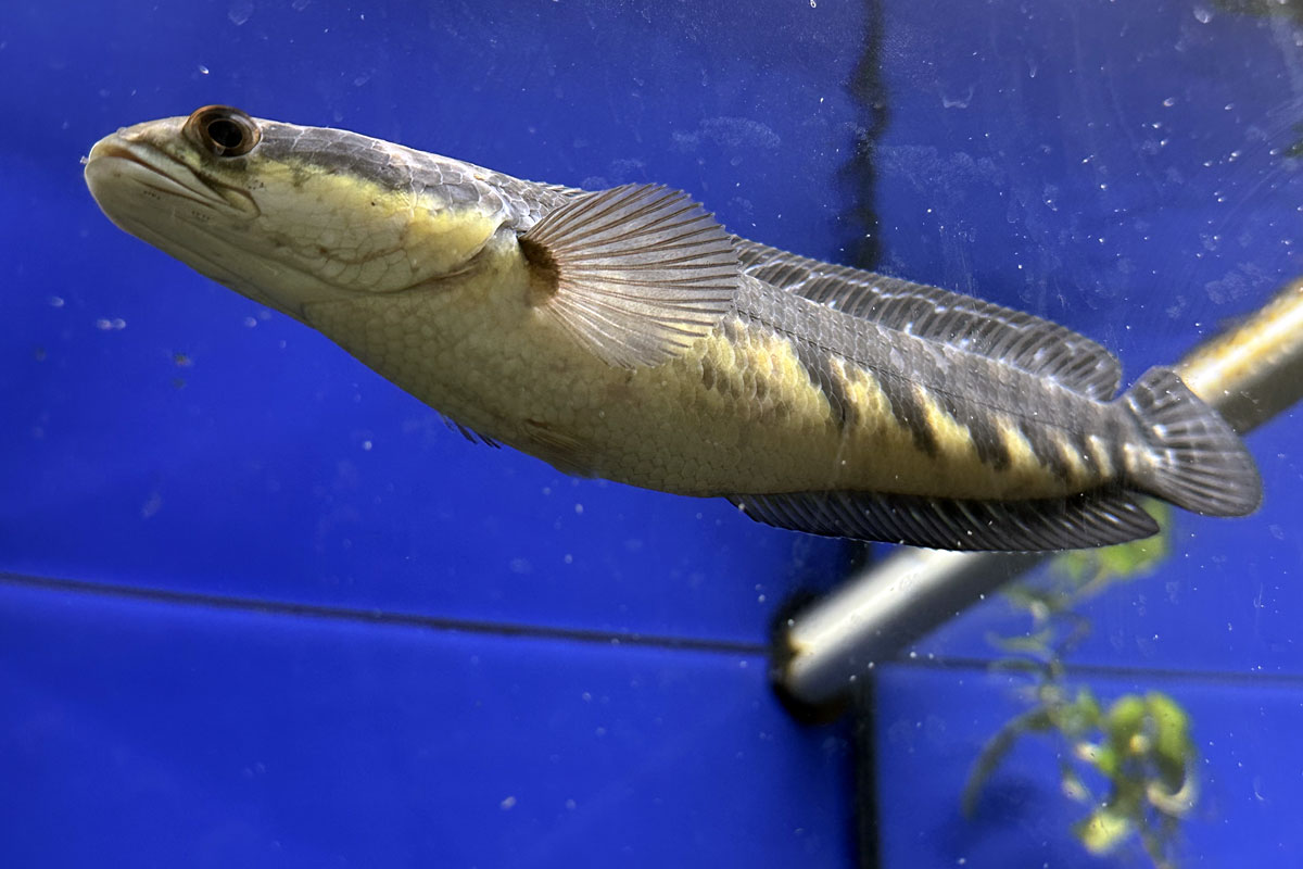 Змееголов императорский