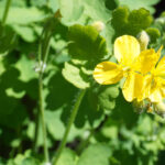 Чистотел большой (лат. Chelidonium majus)