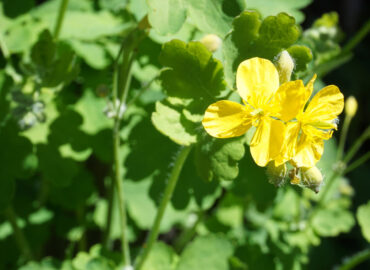 Чистотел большой (лат. Chelidonium majus)