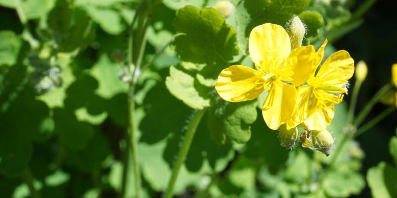 Чистотел большой (лат. Chelidonium majus)
