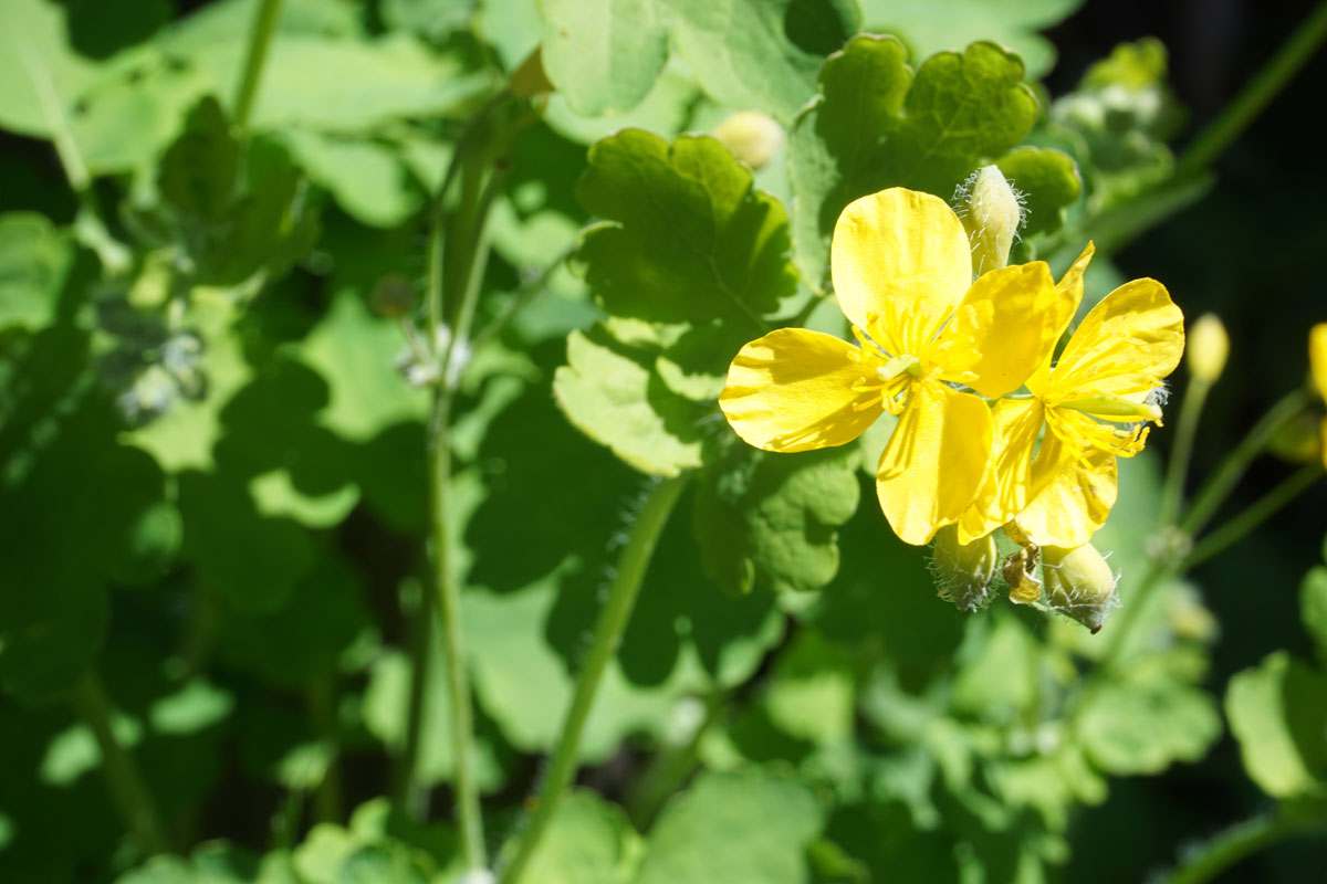 Чистотел большой (лат. Chelidonium majus)