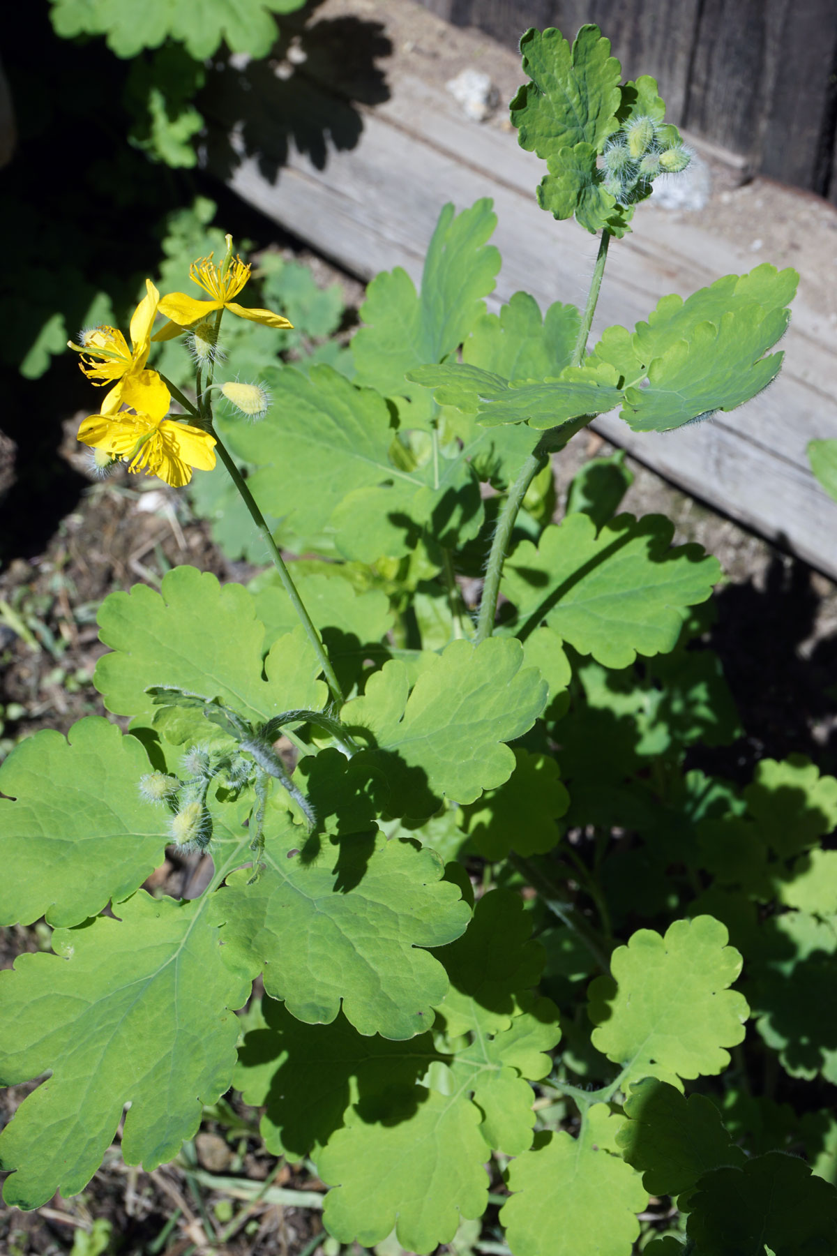 Чистотел большой (лат. Chelidonium majus)