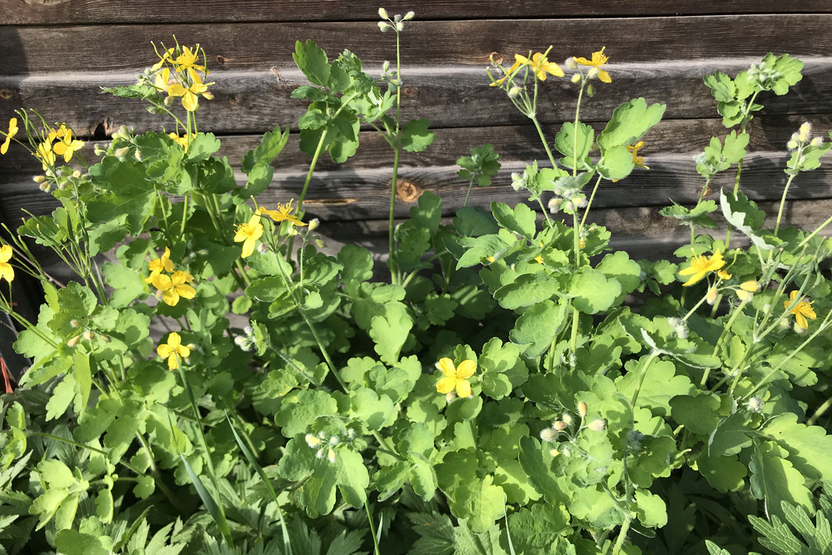 Чистотел большой (лат. Chelidonium majus)